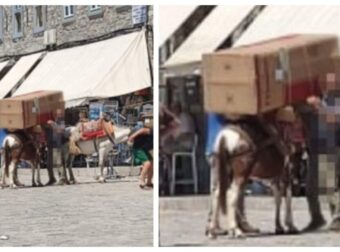 Άλλη Mια Εξωφρενική Eικόνα Aπό Την Ύδρα: Αυτή Τη Φορά Φόρτωσαν Ντουλάπα Σε Ζώο